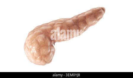 Illustration 3D professionnelle d'un organe du pancréas humain. Modèle anatomique isolé pour la recherche médicale, l'enseignement de la biologie Banque D'Images