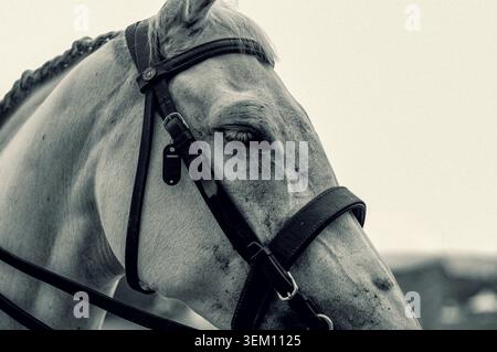 Gros plan monochrome Portrait d'une tête de cheval portant une bride et une agrafe en cuir Banque D'Images