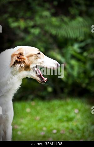 Gros plan profil d'un chien Borzoi bâillant sur une pelouse verte Banque D'Images