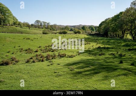 Vallée verdoyante ensoleillée avec des collines, des arbres éparpillés et de l'herbe tussock sous un ciel bleu clair dans le Lake District Banque D'Images