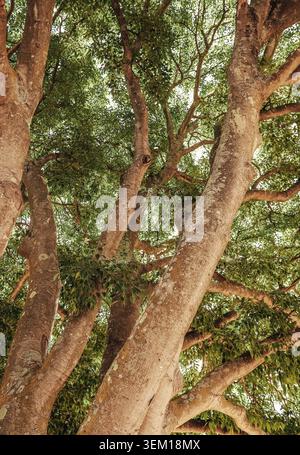 Vue de dessous d'un énorme tronc d'arbre de Ficus tropical atteignant la canopée Banque D'Images