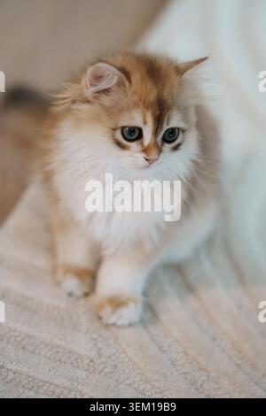 Un chaton britannique aux cheveux longs debout sur un tapis de laine blanche regardant la caméra Banque D'Images