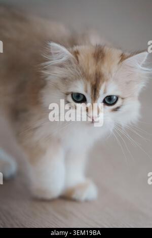 Un chaton britannique aux cheveux longs debout sur un tapis de laine blanche regardant la caméra Banque D'Images