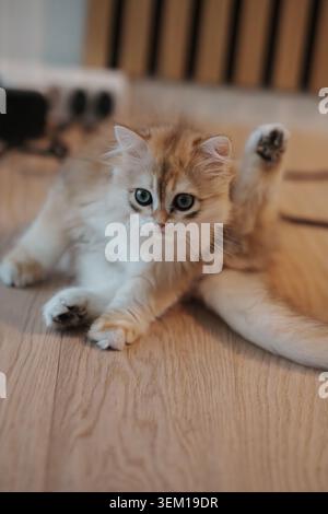 Un chaton britannique à cheveux longs lève une de ses jambes Banque D'Images