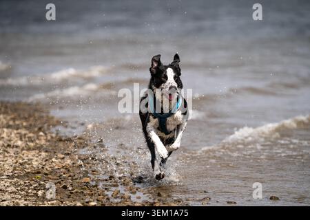 Border Collie longe le rivage de Coniston Water, éclaboussant à travers les vagues sur une plage de galets Banque D'Images