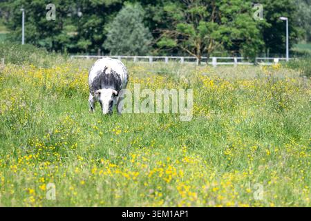 Vaches et veaux paissent sur des collines verdoyantes près d'Ogy, un village et district de Lessines dans la province belge du Hainaut. L'élevage est une impo Banque D'Images
