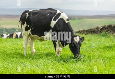Vache laitière frisonne Holstein pâturant sur des pâturages verdoyants dans la campagne vallonnée du North Yorkshire, en Angleterre. Élevage traditionnel britannique Banque D'Images
