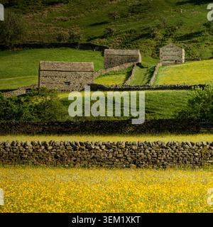 Paysage de Swaledale près de Muker avec des champs de boutons d'or, des granges en pierre et des murets de pierre sèches dans les Yorkshire Dales. Banque D'Images