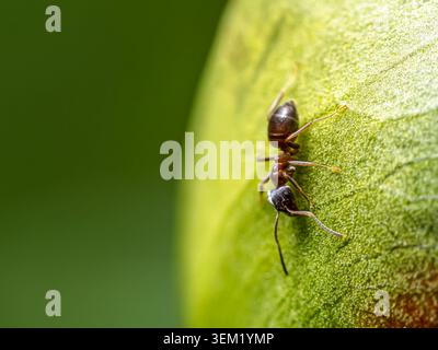Macro photo d'Une fourmi minuscule rampant sur Une surface de bourgeon de pivoine verte avec un arrière-plan doux Banque D'Images