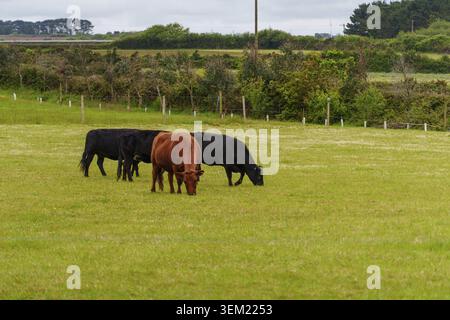 Trois vaches qui paissent paisiblement dans un champ verdoyant, Trouro, Cornouailles, Angleterre, Grande-Bretagne Banque D'Images