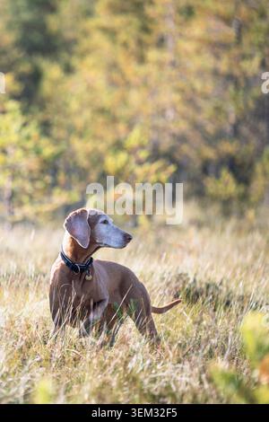 Curieux chien Vizsla sur la promenade quotidienne dans la forêt sauvage à Marshland aime le temps de week-end d'activité à l'extérieur Banque D'Images