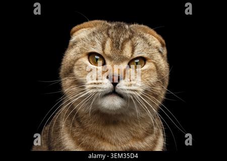 Gros plan Portrait de folie écossaise en colère chat avec des yeux rusés semble questionnement isolé sur fond noir Banque D'Images