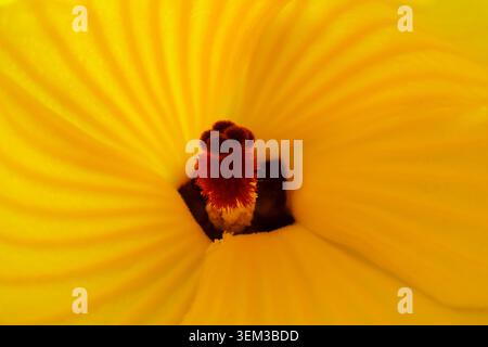 La fleur jaune vibrante présente une vue macro étonnante de texture de pétales doux et de motif en spirale, apportant un sentiment joyeux et joyeux du centre lumineux Banque D'Images