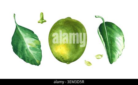 Illustration aquarelle dessinée à la main d'un ensemble botanique d'agrumes avec un citron vert entier texturé, deux feuilles fraîches, une tige et de petites graines Banque D'Images