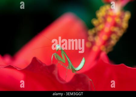 Curieuse mantis verte est assis en alerte sur les pétales de fleur d'hibiscus rouge vif pendant le matin calme du printemps. De magnifiques clichés macro mettent en valeur la nature à son maximum Banque D'Images