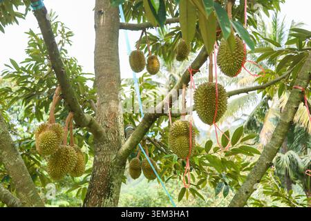 Fruit durian frais mûr accroché sur la branche d'arbre dans un verger tropical pendant la saison de récolte offrant une vue gaie du paysage agricole et naturel Banque D'Images