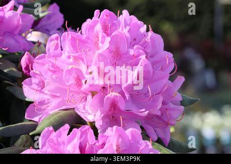 Rhododendron 'Roseum elegans'. Gros plan sur un amas de fleurs de rhododendron rose lilas violet avec des taches brunes sur les pétales supérieurs. Banque D'Images
