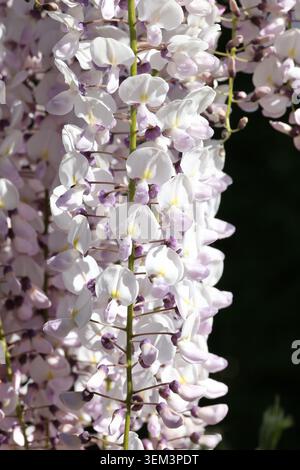 Wisteria floribunda 'Kimono'. Gros plan de pois densément emballés comme des fleurs de wisteria blanc teinté bleu violet au printemps. Banque D'Images