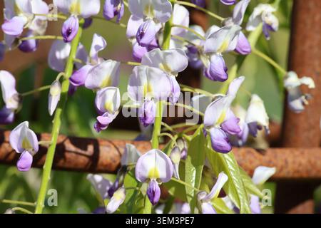 Wisteria floribunda F. multijuga 'Kyushaku'. Gros plan de pois de wisteria teinté blanc et violet comme des fleurs au printemps. Banque D'Images