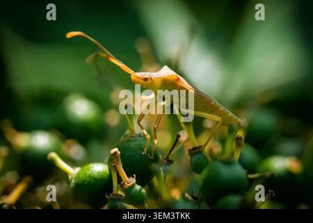 Macro d'un insecte de quai Coreus marginatus perché sur des baies vertes avec de longues antennes orange et texture corporelle détaillée sous la lumière du jour, macro insec Banque D'Images