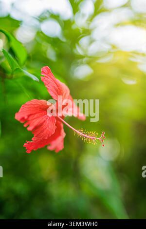 Fleur unique d'hibiscus rouge s'ouvrant avec un bokeh vert dans un jardin tropical en gros plan. Pétales exotiques vibrants. Fleur en pleine floraison nature plante estivale floral ensoleillé Banque D'Images