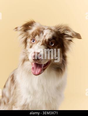 Gros plan de merle border collie rouge avec bouche ouverte et yeux brillants. Banque D'Images