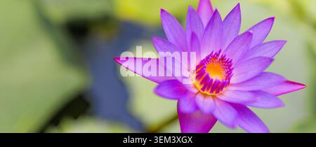 Fleur de lotus violette en pleine floraison dans un étang tropical avec un flou vert doux. Pétales violets vibrants nature. Étang d'eau de fleurs été zen spa gros plan Banque D'Images