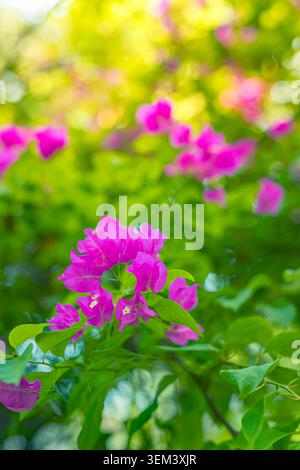 Fleurs de bougainvilléa rose magenta sur une plante tropicale avec des feuilles vertes dans le jardin. Fleurissement floral lumineux en gros plan. Fleur nature plante d'été colorée Banque D'Images