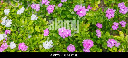 Fleurs de pervenche roses et blanches joyeuses épanouies sur un feuillage tropical vert. Pétales frais et vibrants, nature en été. Plante florale de jardin en fleur Banque D'Images