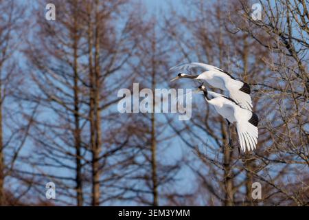Paire de grues couronnées rouges Grus japonensis volant à l'unisson au-delà de la forêt d'hiver de près Banque D'Images