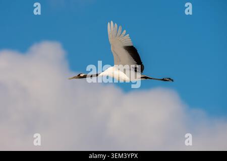 Grue couronnée rouge Grus japonensis en plein vol contre un ciel bleu avec des nuages rapprochés Banque D'Images