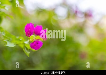 Fleur de bougainvilléea rose épanouie avec des feuilles vertes dans un jardin en flou artistique doux. Floraison tropicale vibrante. Nature florale plante estivale gros plan ensoleillé Banque D'Images
