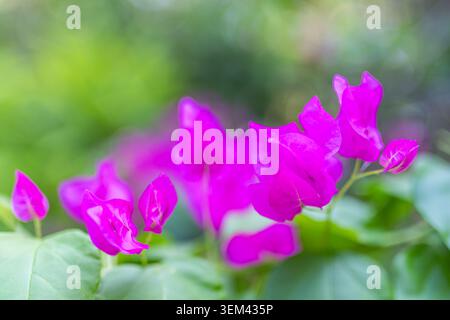 Fleurs de bougainvilléa magenta vibrantes en fleurissement dans un jardin tropical avec bokeh vert. Gros plan floral rose-violet. Floraison de fleurs nature été coloré Banque D'Images
