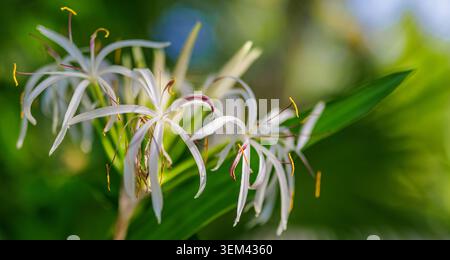 Fleurs de lys blanc d'araignée épanouies dans un jardin tropical vert aux pétales délicats. Close-up floral exotique frais. Fleur en fleurs nature plante estivale Banque D'Images