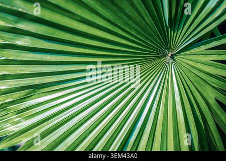 Feuille de palmier à fan vert symétrique rayonnant selon un motif circulaire naturel parfait. Détail de plante tropicale exotique. Fond d'été abstrait de feuillage naturel Banque D'Images