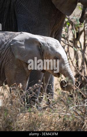 Éléphant d'Afrique ludique recourbant sa trompe tout en marchant à côté du troupeau dans le parc national de Tarangire, en Tanzanie. Banque D'Images