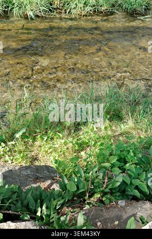 Ruisseau clair peu profond avec végétation riveraine luxuriante, herbe sauvage, roseau et plantes à larges feuilles le long d'une rive rocheuse ensoleillée, Corée du Sud. Banque D'Images
