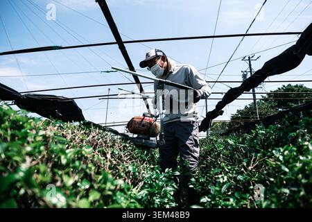 Agriculteur récoltant des feuilles de thé avec un coupe-herbe électrique Banque D'Images