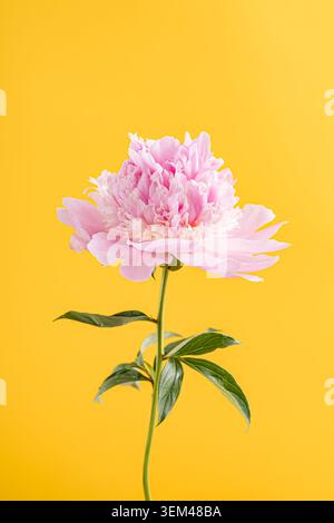 Fleur de pivoine rose vif sur fond jaune Banque D'Images
