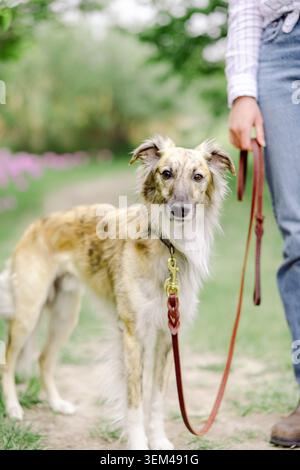Un beau chien de sighthound bringé sur une promenade avec son propriétaire Banque D'Images