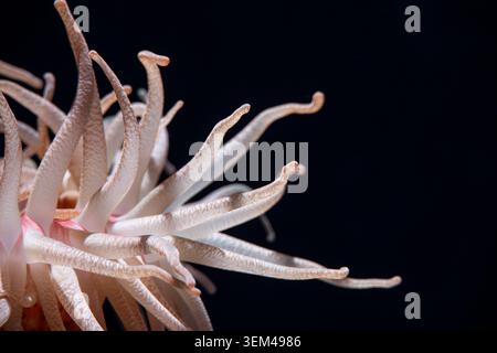 Gros plan Sea Anemone dans un fond sombre Banque D'Images
