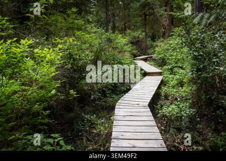 Sentier de promenade en bois serpentant à travers la luxuriante Green Forest Pathway Banque D'Images