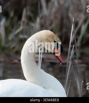 Gros plan d'une élégante tête de cygne blanche avec des gouttelettes d'eau Banque D'Images