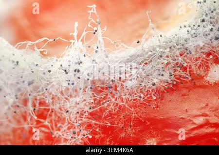 Texture d'arrière-plan macro horizontale plein cadre de fils moisis blancs moelleux avec des spores noires sur la surface de tomate rouge gâtée en gros plan Banque D'Images