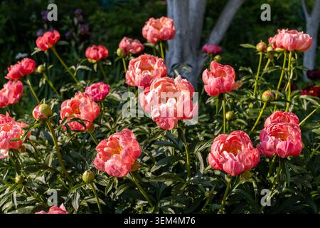 Pivoine herbacée charme de corail dans le jardin de fleurs Banque D'Images