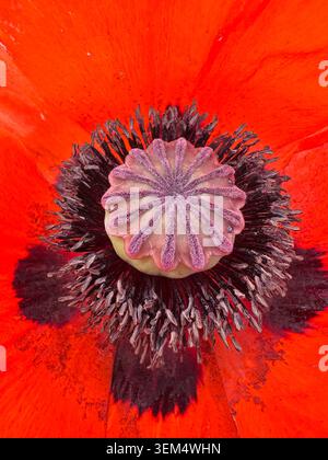 Gros plan macro extrême d'une fleur de coquelicot rouge montrant des étamines et des gousses de graines détaillées. Photographie botanique abstraite naturelle vibrante. Banque D'Images