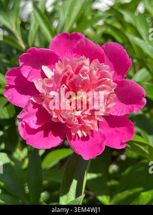 Gros plan d'une belle fleur de pivoine rose en pleine floraison avec des feuilles vertes en arrière-plan. Photographie de jardin ensoleillé. Banque D'Images