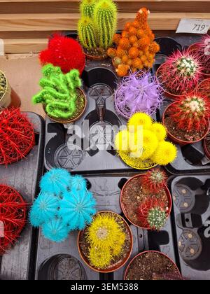 De petits cactus aux couleurs vives de bleu, jaune, rouge et violet sont placés dans des pots de pépinière. Ils sont disposés soigneusement sur une étagère d'exposition dans un magasin d'usine. Banque D'Images