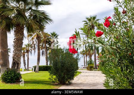 Des fleurs de laurier rose fleurissent à côté des palmiers le long d'une promenade de bord de mer méditerranée à Paphos, Chypre Banque D'Images
