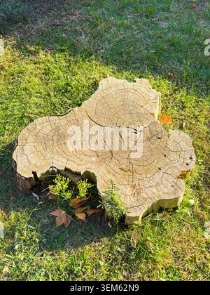 Vue rapprochée de haut en bas d'une grosse souche d'arbre altérée montrant des anneaux de croissance concentriques détaillés et des fissures naturelles. Le moignon est situé dans un sunl Banque D'Images